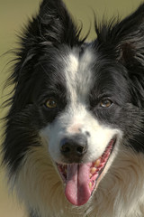 Border Collie