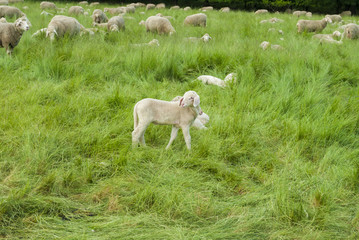 Fototapeta premium Lamb Searching for Mommy