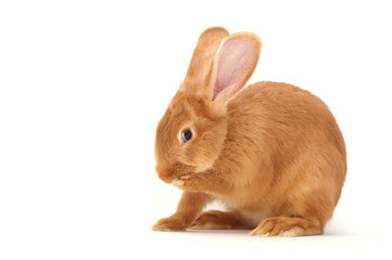 Rabbit sitting against white background