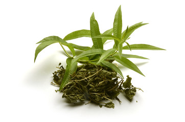 Aloysia citrodora Zitronenstrauch Алоизия трёхлистная