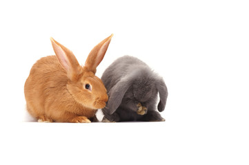 two cute Easter bunny isolated on white background