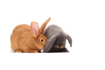 two cute Easter bunny isolated on white background
