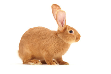 Obraz premium Rabbit sitting against white background