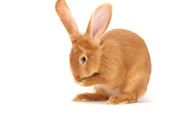 Rabbit sitting against white background