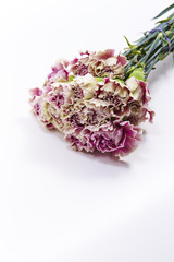 Carnations