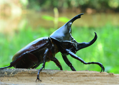 rhino beetle