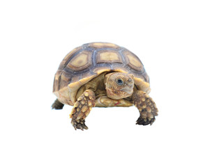 turtle on white background