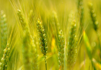 Fototapeta premium Green wheat in sunlight