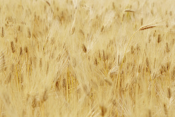 Gold wheat