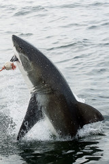 Fototapeta premium Great white shark