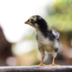 Chick