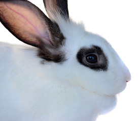 rabbit isolated on a white background