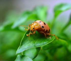ladybug sitting on a green foliage plants, sunny day