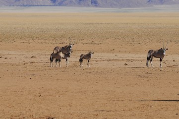 Fototapeta na wymiar Oryxherde (oryx gazella) in den Tirasbergen
