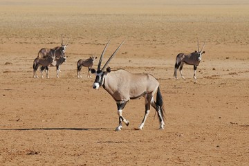 Oryx (oryx gazella) auf dem Weg zur Tränke