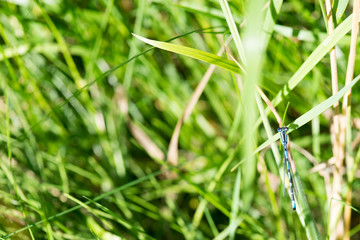 Coenagrion Dragonfly