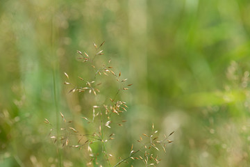 Grass panicle
