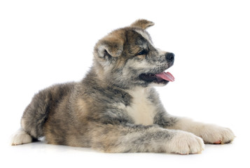 puppy akita inu