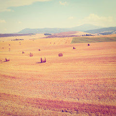Fototapeta premium Hay Bales