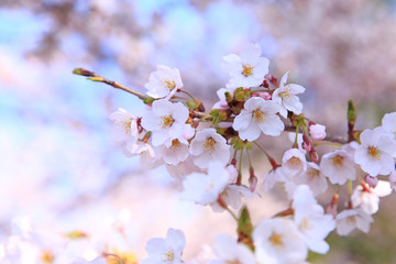 Obraz premium 桜の花