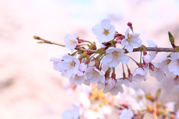桜の花