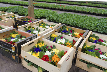 crates with flowers
