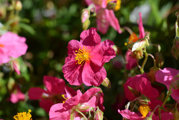 Fototapeta premium Pink helianthemum