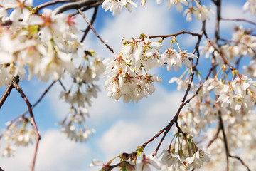 White cherry flower branch.