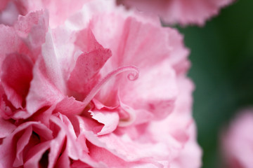 Abstract of pink carnation petals