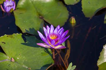 purple lotus flowers