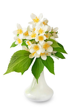 Jasmine flowers in white vase.Isolated.