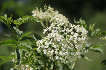 Holunderblüten