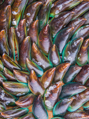Close up view of a group of mussel