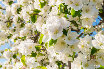 Closeup of the Pear Blossom in Spring