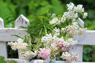 schafgarbe im kräutergarten © goldbany