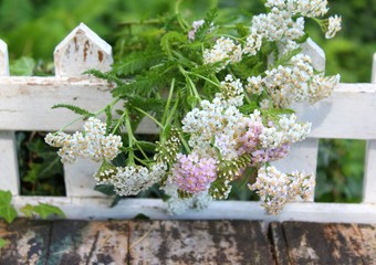 schafgarbe  auf dem balkon © goldbany