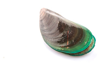 A mussel over white background