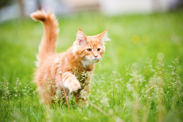 red maine coon kitten walking on grass - obrazy, fototapety, plakaty