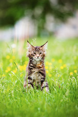 maine coon kitten © otsphoto