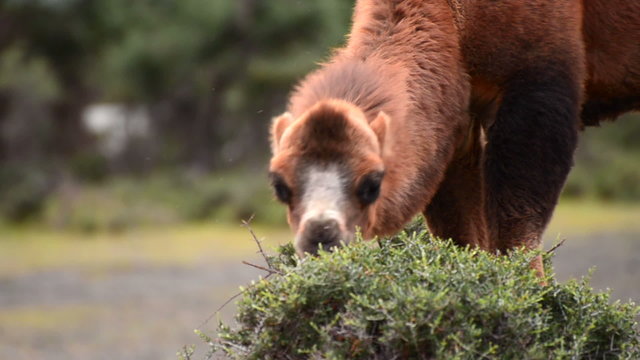 camel eating grass close up