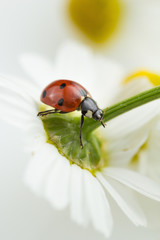 Close up of a ladybug on a Chamomile flower