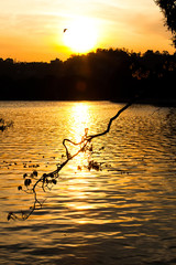 Sunset on the lake