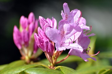 Der Rhododendron will blühen