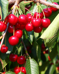 Kirschen - Cherries