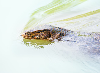 Water monitor