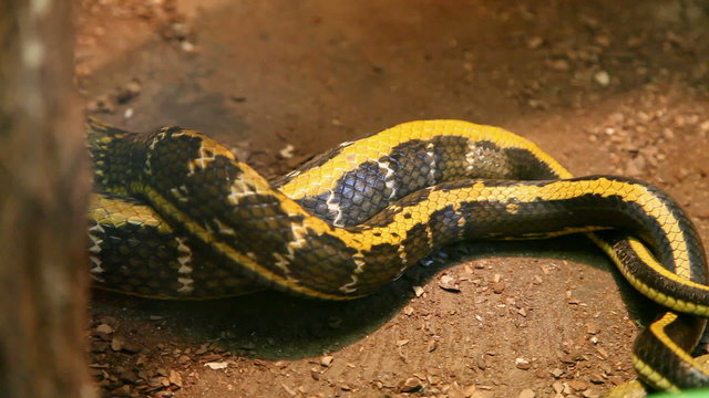 tail of the snake