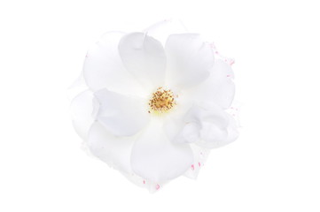 White rose head isolated on white background