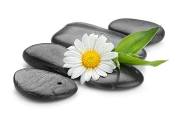 zen basalt stones and daisy