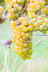 Bunches of Green wine grapes hanging  on vine