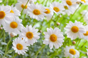 Cercles muraux Marguerites naure power